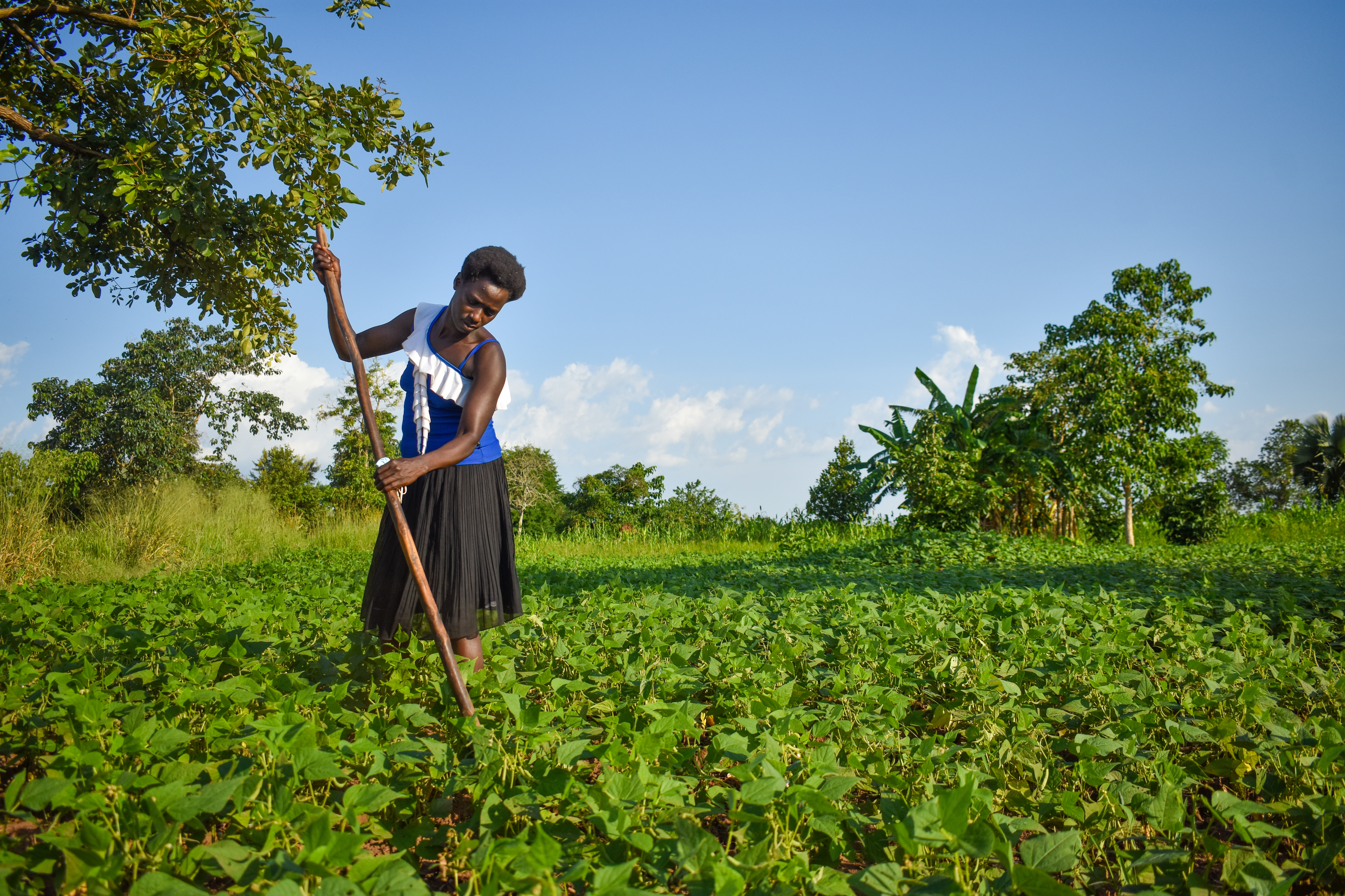 Woman farmer tending crops in Northern Uganda