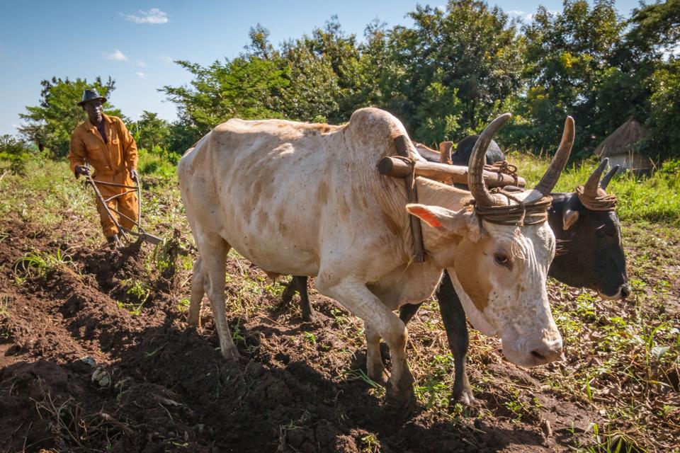 Farmer using oxen and plow in the field